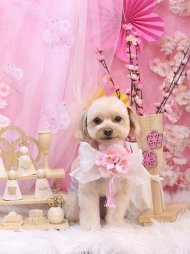 20250309ちゃいろくん